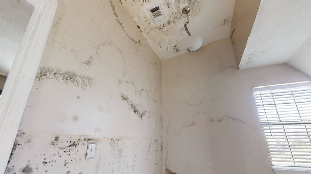 Best Real Estate Mold Inspection  in Milaca, MN