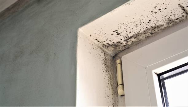Best Water Damage & Mold Remediation  in Milaca, MN