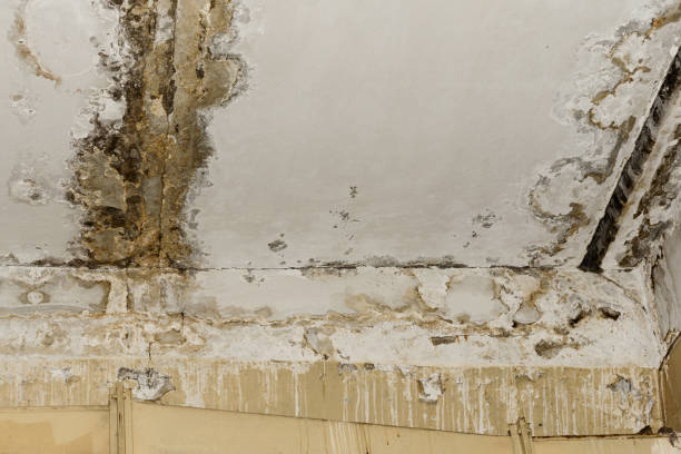 Best Real Estate Mold Inspection  in Milaca, MN