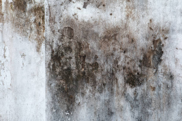 Best Environmental Consulting for Mold Prevention  in Milaca, MN