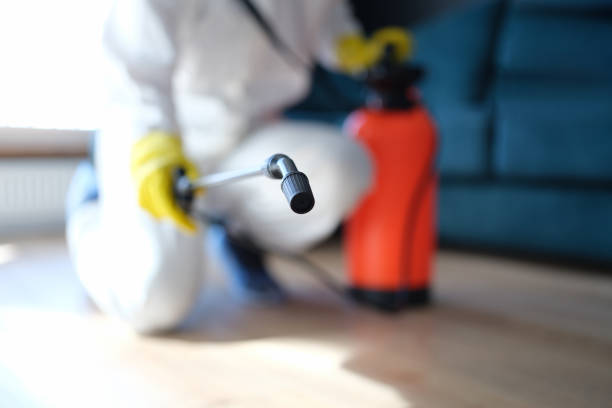 Best Attic Mold Removal  in Milaca, MN