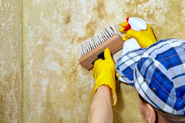 Best Biohazard Mold Removal  in Milaca, MN