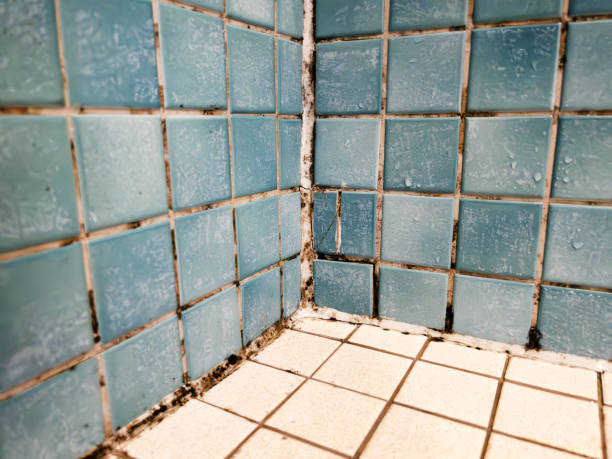 Best Emergency Mold Remediation  in Milaca, MN