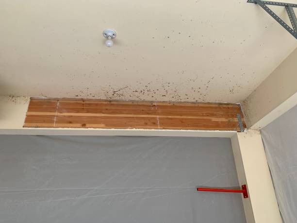 Best Residential Mold Inspection & Testing  in Milaca, MN