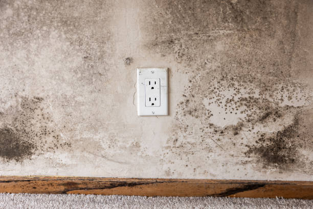 Reliable Milaca, MN Mold Removal Solutions