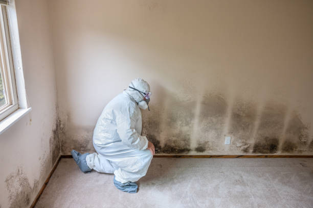Best Asbestos and Lead Testing During Mold Inspection  in Milaca, MN