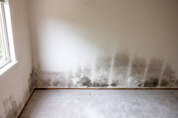 Best Crawl Space Mold Remediation  in Milaca, MN