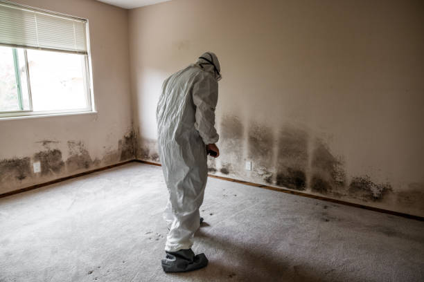 Best Basement Mold Removal  in Milaca, MN