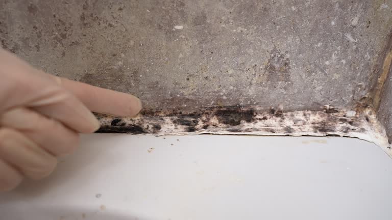 Best Attic Mold Removal  in Milaca, MN